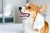 Cute corgi dog posing in medical mask. Concept healthe lifestyle, illness and epidemic. Indoor
