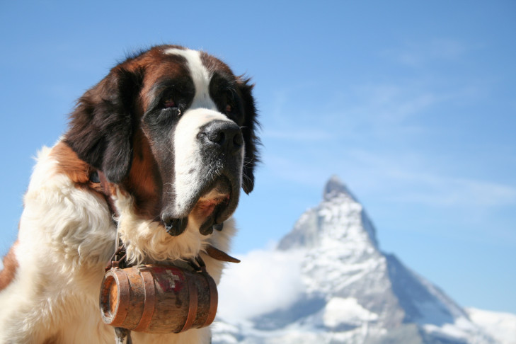 Saint Bernard head portrait outdoors in a mountainous landscape.