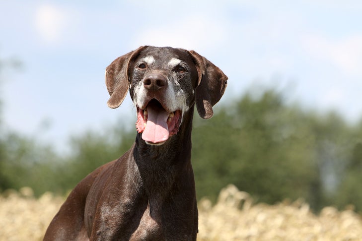 How to Improve Your Senior Dog's Quality of Life – American Kennel Club
