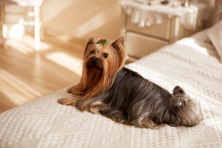 Yorkshire Terrier laying down on the bed.