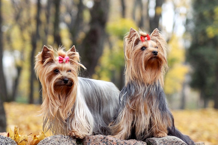 Are We Gender-Stereotyping Our Dogs? – American Kennel Club