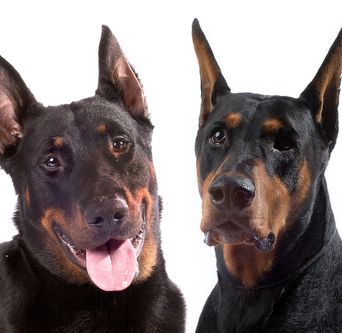what are doberman mixed with? 2