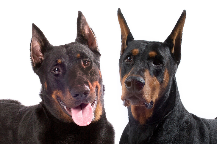 Beauceron Doberman: How Tell Difference – American Club