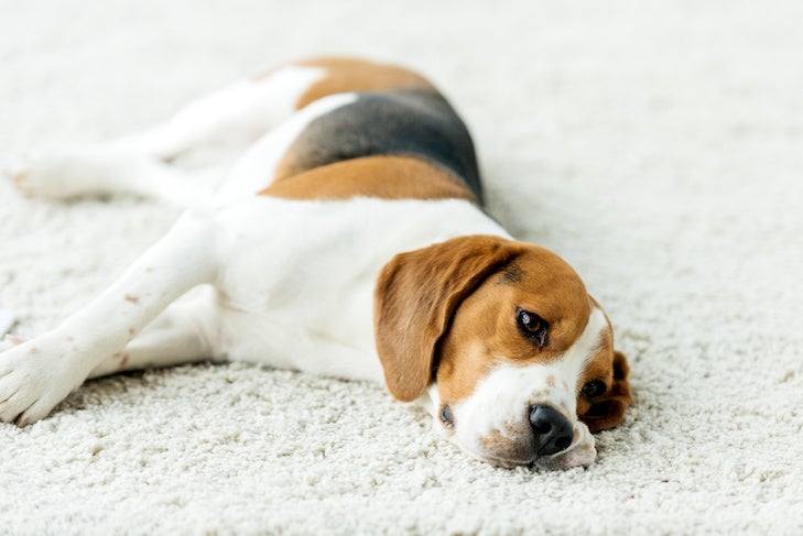 Beagle laying down on the carpet indoors 1