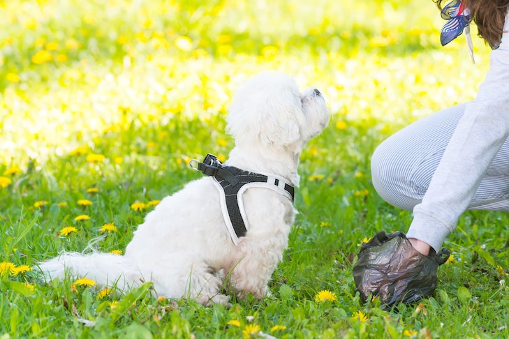 Bichon Frise sitting next to his owner while she picks up poop in the park.