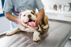 Bulldog puppy getting a check-up at the vet.