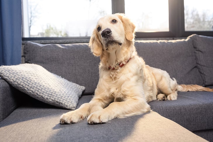 屋内のソファに横たわっているかわいいゴールデンレトリバー犬
