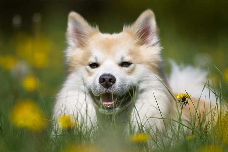 Icelandic Sheepdog's head poking out of the tall grass and flowers of a meadow.
