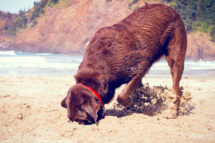 Labrador retriever digging a hole in the sand on the beach.