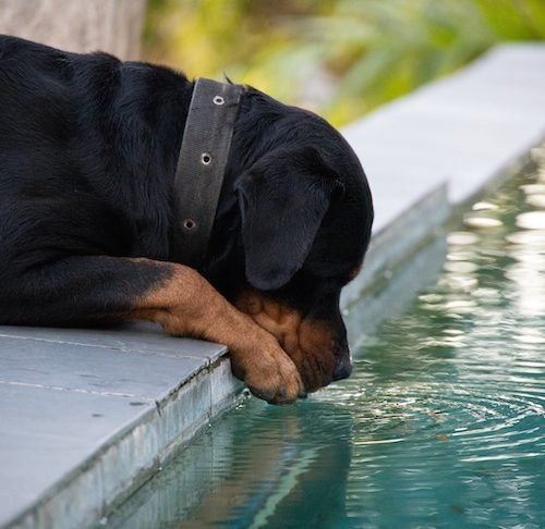 https://www.akc.org/wp-content/uploads/2021/06/Rottweiler-drinking-from-a-fountain-outdoors-500x486.jpeg