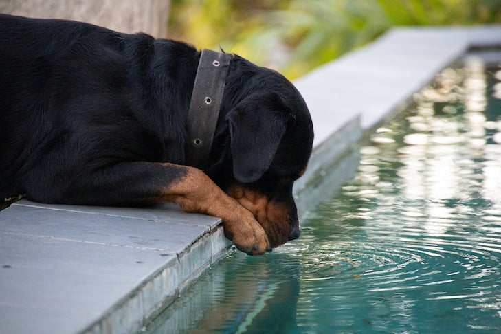 Big black rottweiler dog lapping water from a beautiful pool surrounded bu nature in a tropical jungle. Easy dog life.