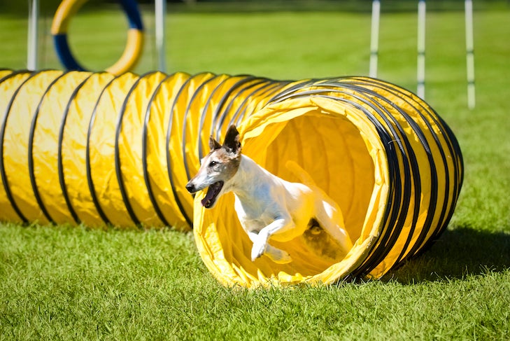 Smooth Fox Terrier running out of an open tunnel in an agility course outdoors.