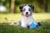 Australian Shepherd puppy (3 months old) laying down in the shade with a toy.