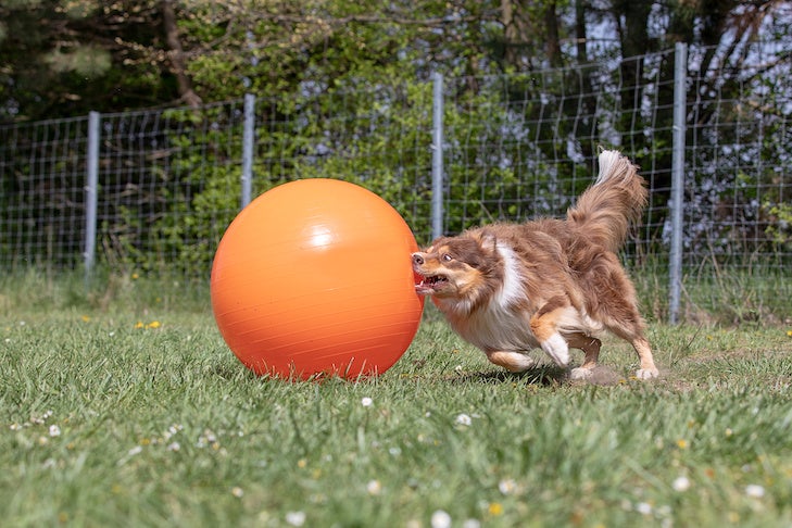 Treibball Games to Play in Your Home & Backyard – American Kennel Club