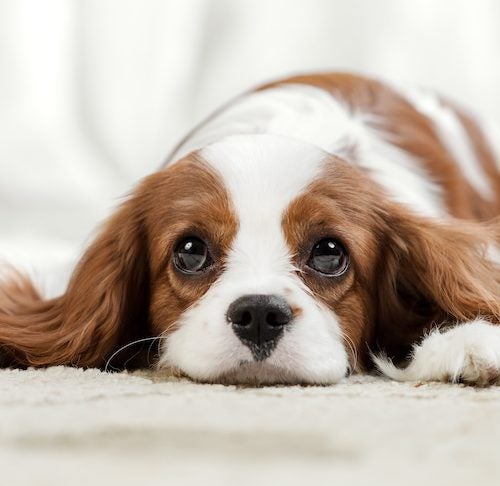 Does CBD Work for Dogs? – American Kennel Club