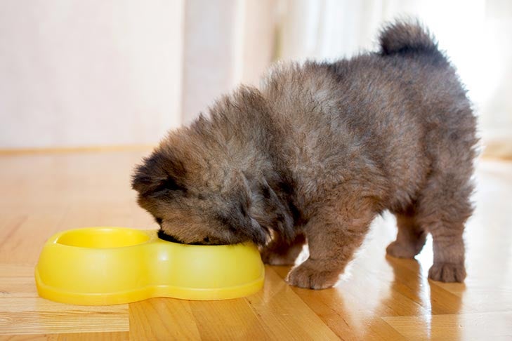https://www.akc.org/wp-content/uploads/2021/07/Chow-Chow-puppy-eating-from-a-plastic-bowl-indoors.jpg