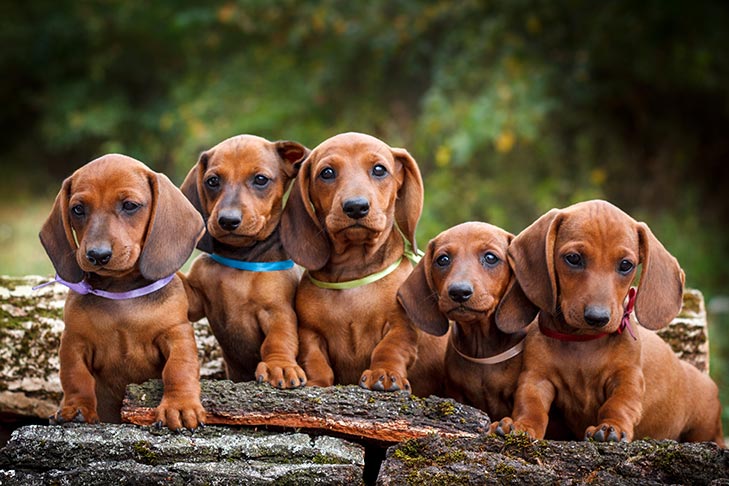 Dachshund litter of puppies sitting outdoors.