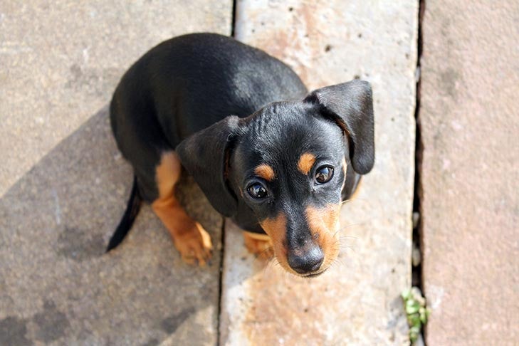 Dachshund puppy outdoors looking straight up at the viewer.