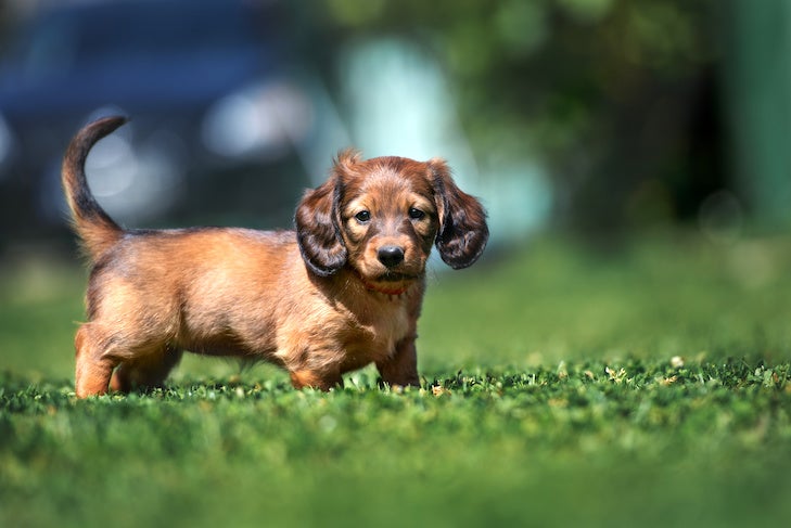 Dachshund puppy standing in the grass.