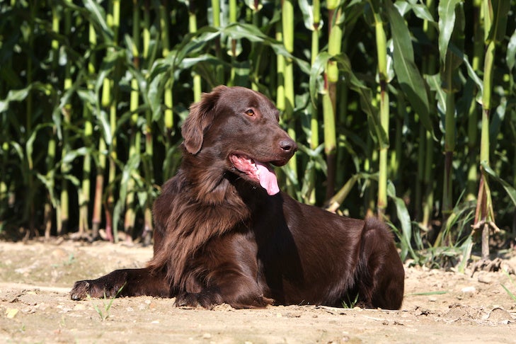 Flat-Coated Retriever laying down outdoors.