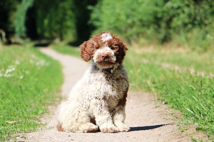 Lagotto Romagnolo puppy sitting on a path outdoors.
