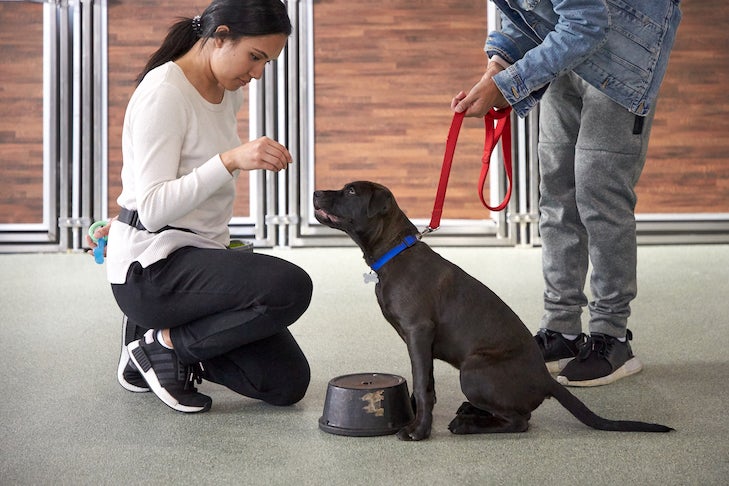 labrador retriever puppy getting a treat from a person at a dog training class