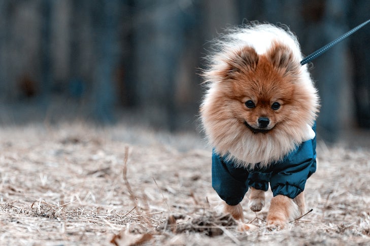 Pomeranian wearing a coat walking outdoors on leash.