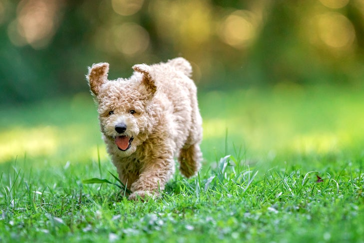 Poodle puppy running in the grass.