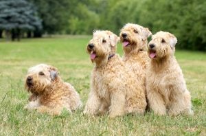 Soft Coated Wheaten Terriers together in the grass.
