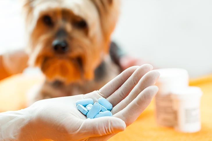 My Dog Ate My Pills! 10 Most Dangerous Human Medications for Pets