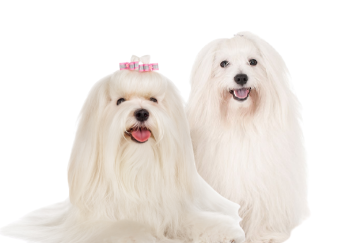 Maltese vs. Coton de Tulear: How to Tell the Difference