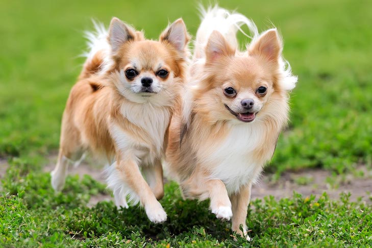 Chihuahuas de pelo largo caminando juntos en la hierba.