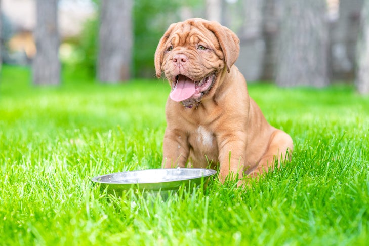 Mastiff puppy drink water from metal bowl on green summer grass.