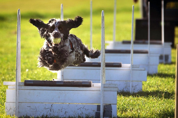 English Cocker Spaniel participating in Flyball.