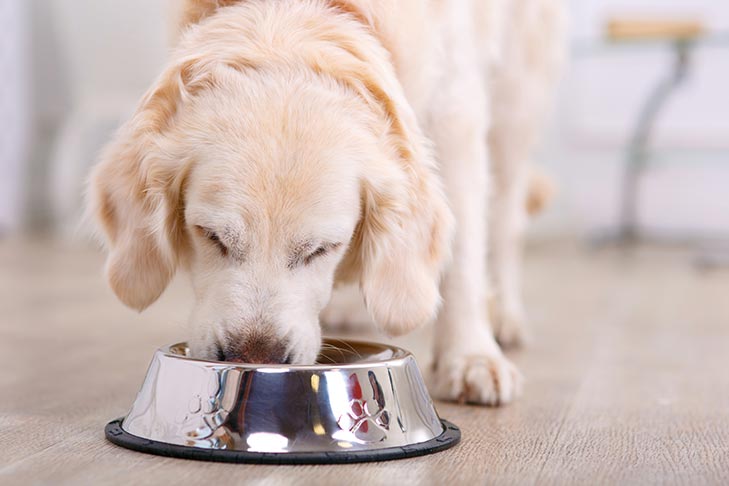 Golden Retriever eating from a stainless steel bowl indoors.