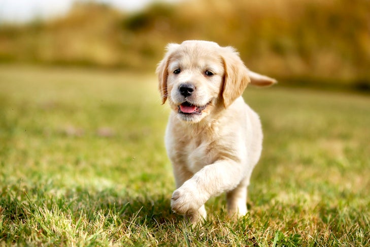 Golden Retriever puppy walking in the grass.