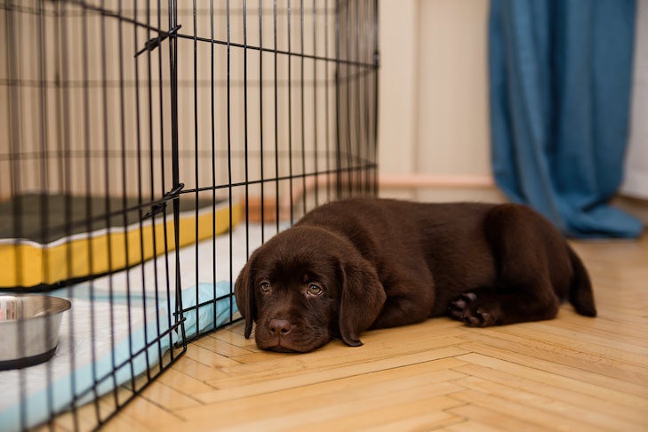 Labrador Retriever puppy laying down at home outside its kennel.