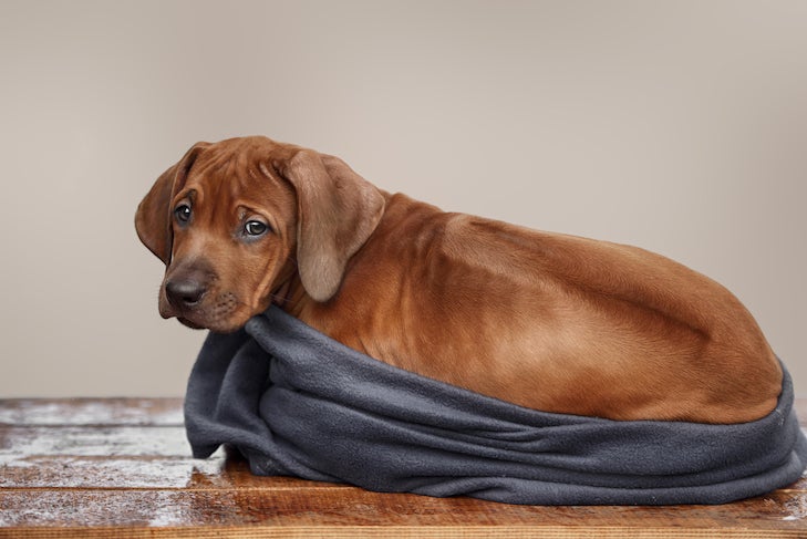 rhodesian ridgeback hound puppy in a bed
