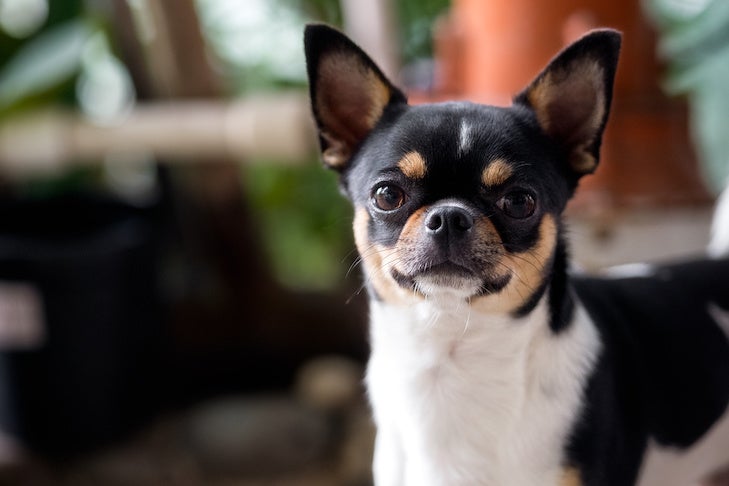 Tricolor Chihuahua dog is looking