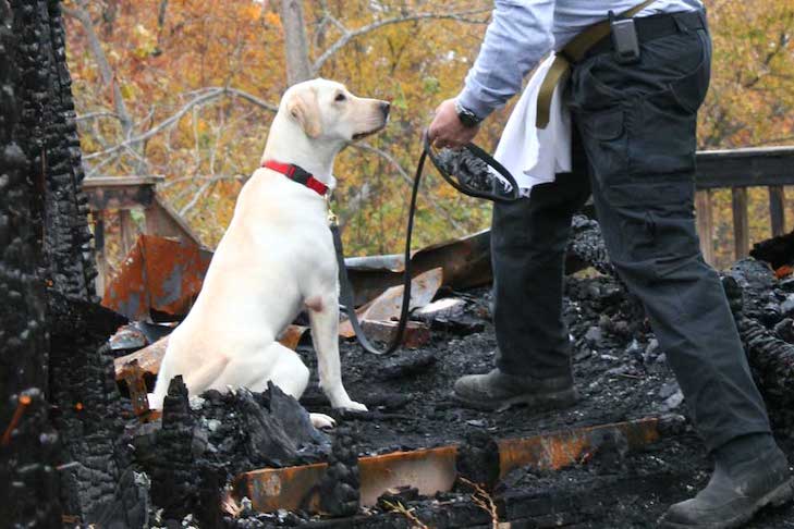 entrenamiento de los perros bomberos
