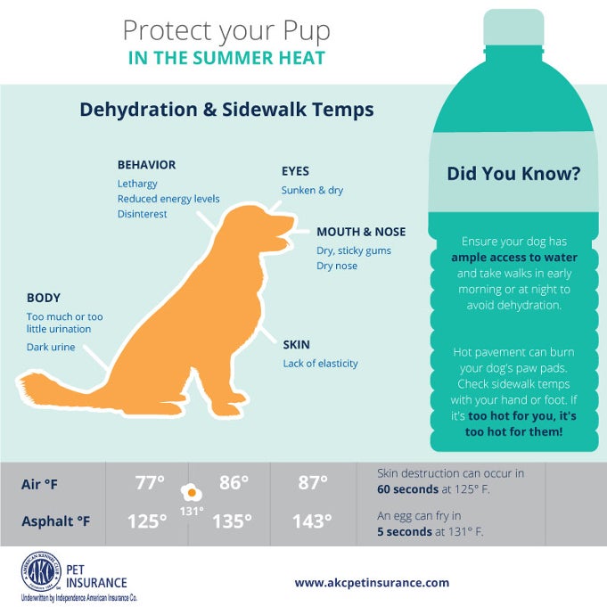 protect dog paws from hot pavement