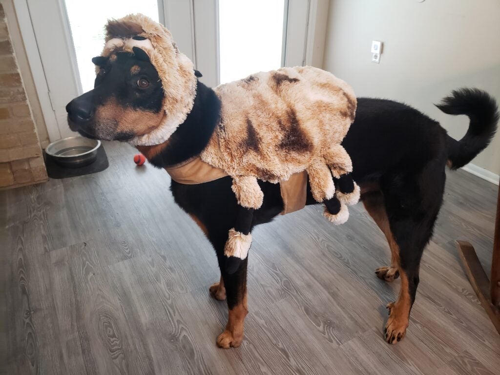 Beauceron in a spider dog Halloween costume.