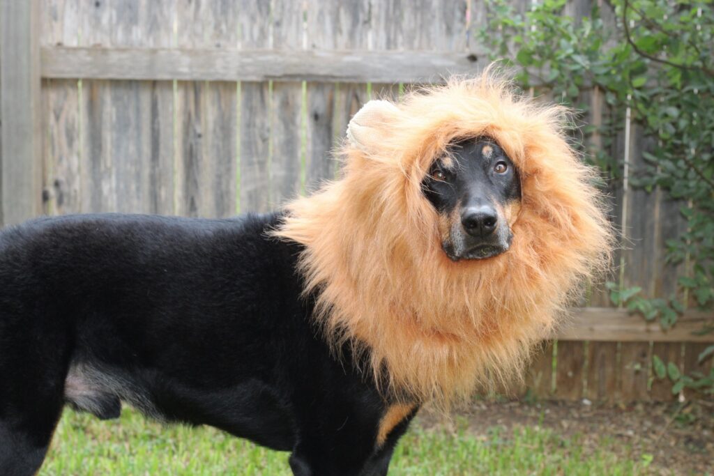 Beauceron in lion's mane dog Halloween costume.