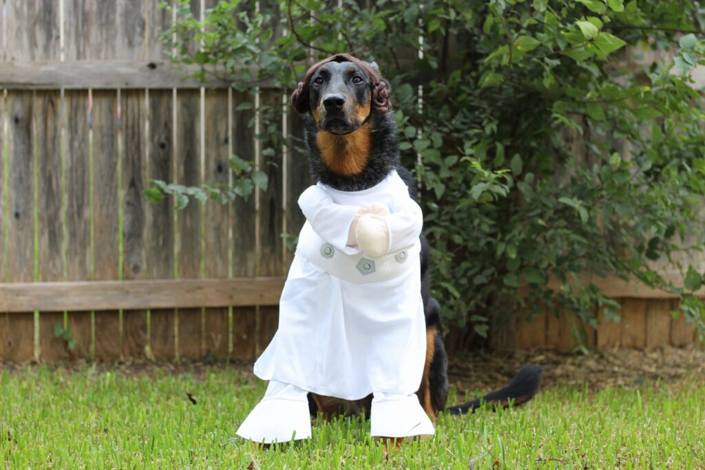 Beauceron in Princess Leia dog Halloween costume.