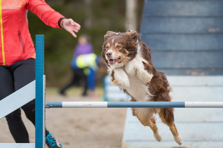 Australian shepherd jumps over an agility hurdle in agility competition