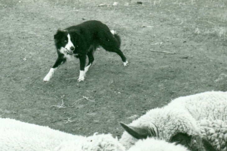 English Shepherd vs Border Collie: The Key Differences - A-Z Animals