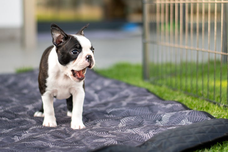 Boston Terrier puppy standing in a pen outdoors.