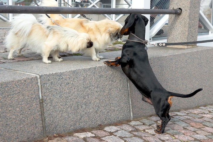 Dachshund meeting other dogs on the sidewalk.