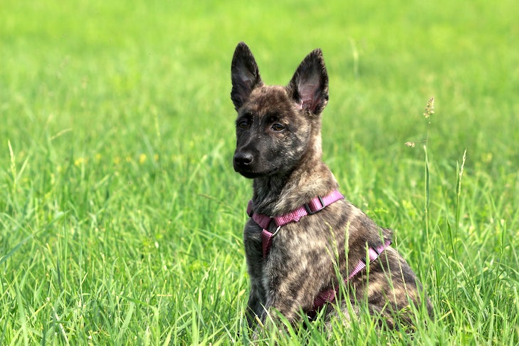 Dutch Shepherd puppy wearing a harness sitting in a field.