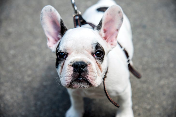 French Bulldog puppy on leash in a harness standing on the sidewalk